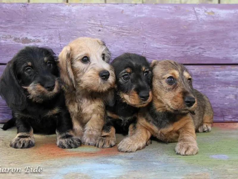 Justine Espinoza's Dachshunds