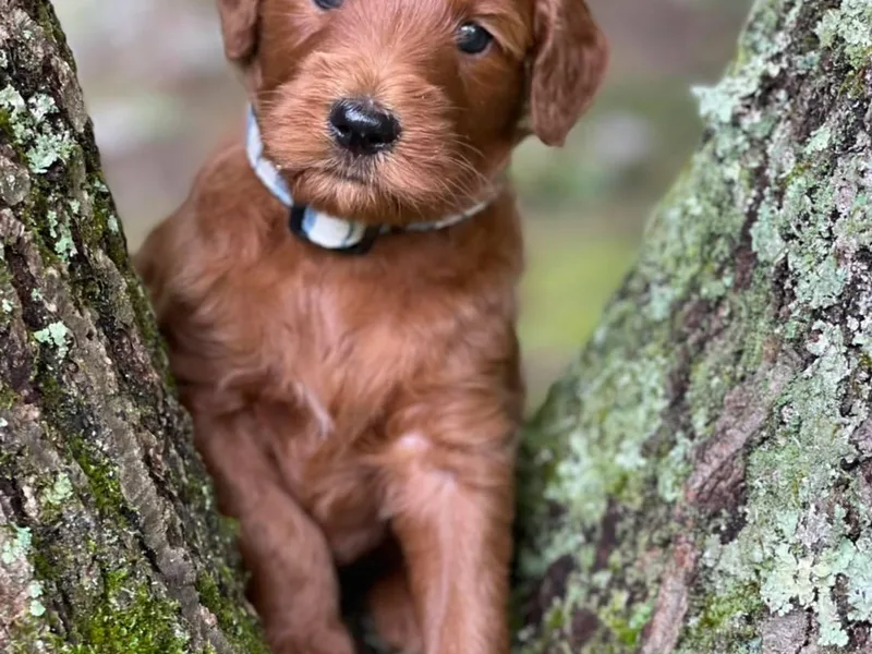 Justine’s Retrievers and Doodles