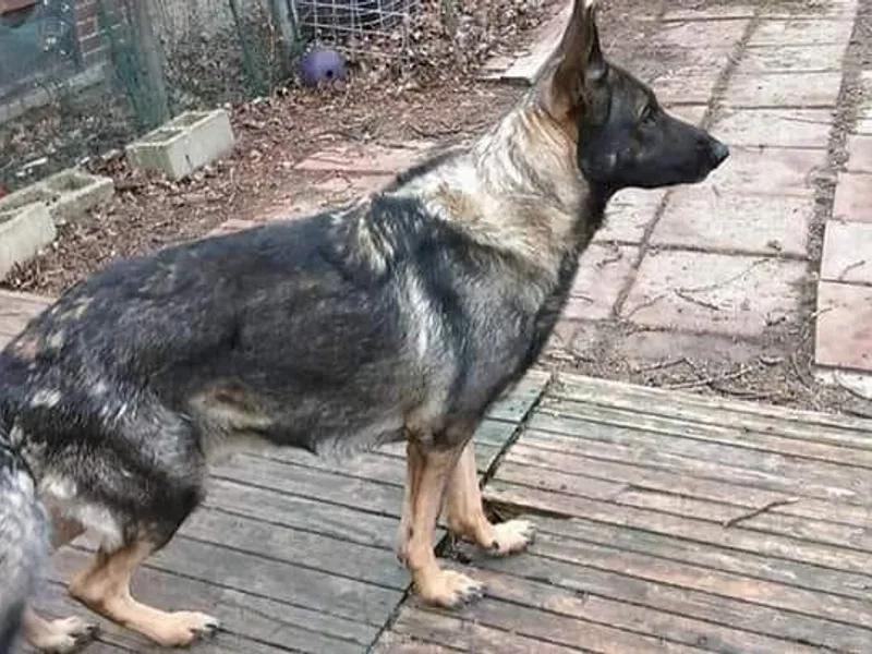 Justrock German Shepherds photo 1