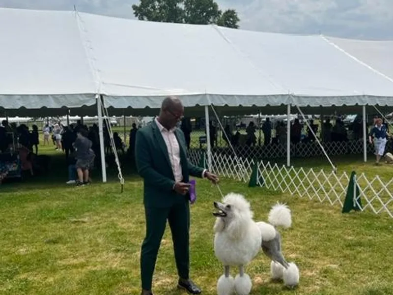 JuVar Standard Poodles