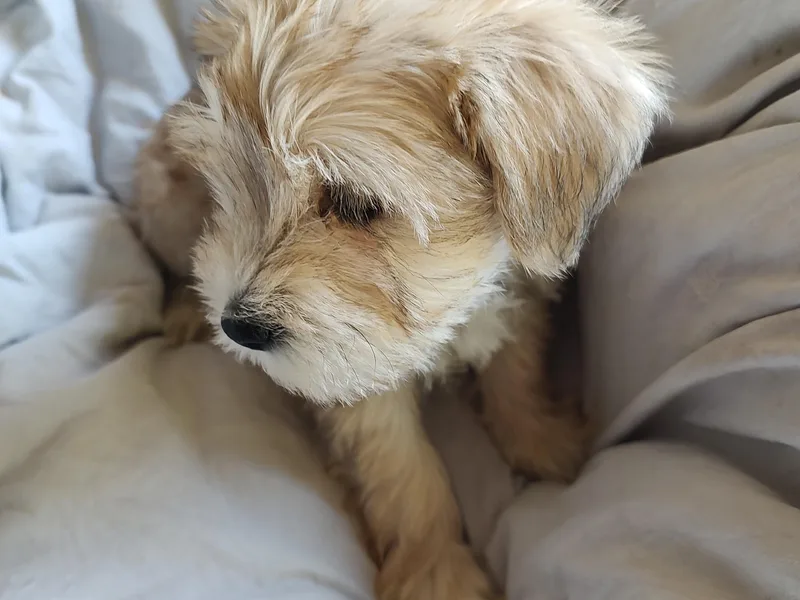 JVH Mini Schnauzers