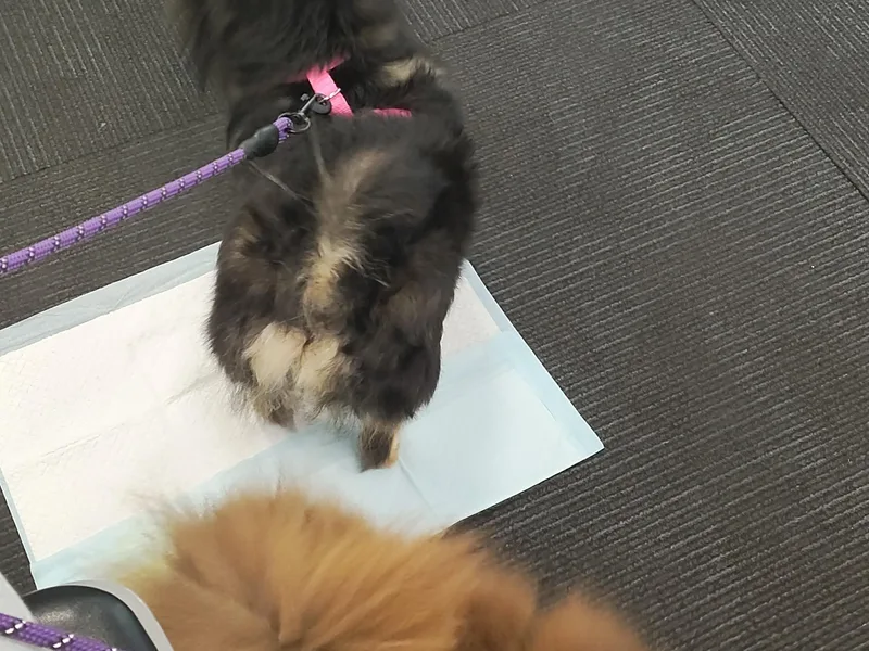 K&amp;A Little Wonder's