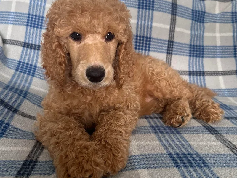 K &amp; A Standard Poodles