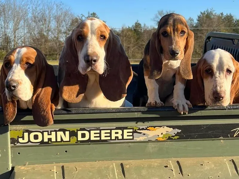 K&amp;B Farms &amp; Bassets