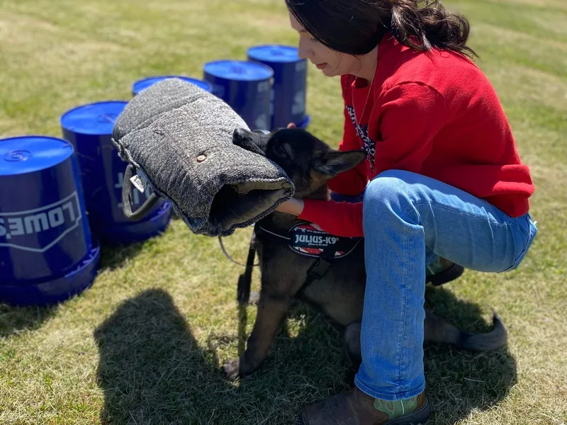K&amp;D German Shepherds