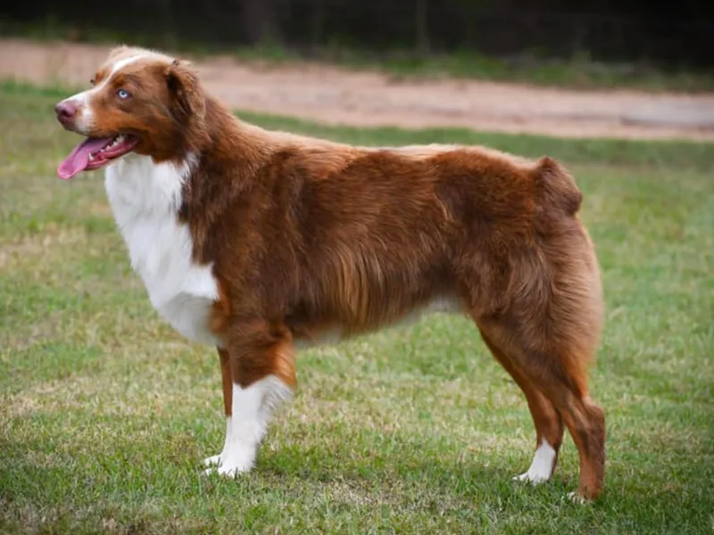 K&amp;H Aussies