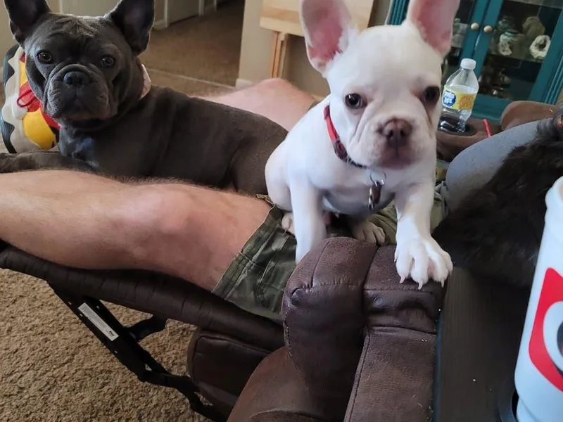 K&amp;J French Bulldogs