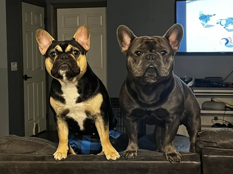 K&amp;J Frenchies