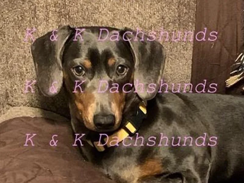 K &amp; K Dachshunds