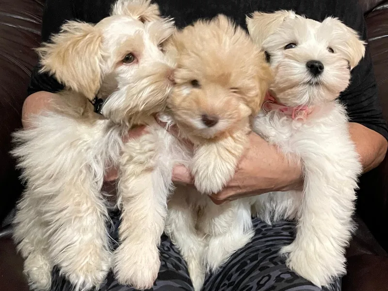 K&amp;K Precious Tx schnauzers