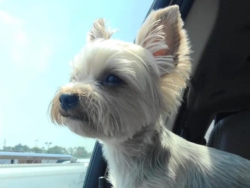 K&amp;K's Yorkie pups