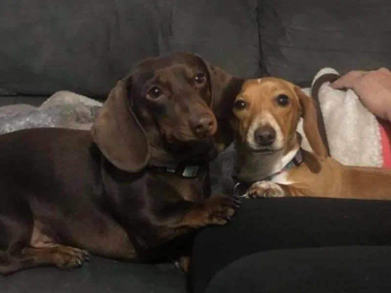 K&amp;L Dachshunds