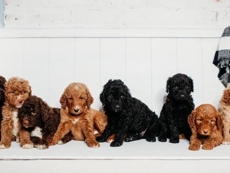 K &amp; L Doodles &amp; Cockapoos