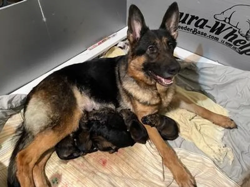 K&amp;L Kennels