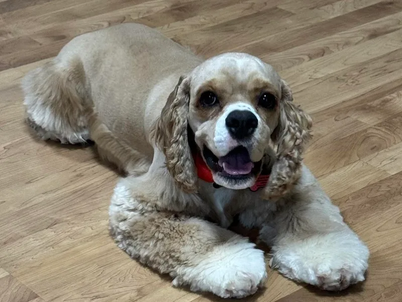 K&amp;M Cocker Spaniels