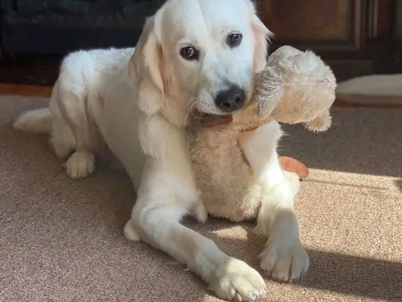 K &amp; M Golden Retrievers