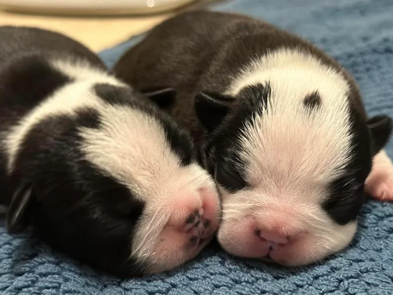 K&amp;N Boston Paws