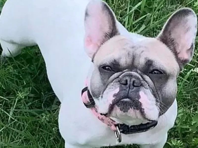 K&amp;O Welbred French Bulldogs