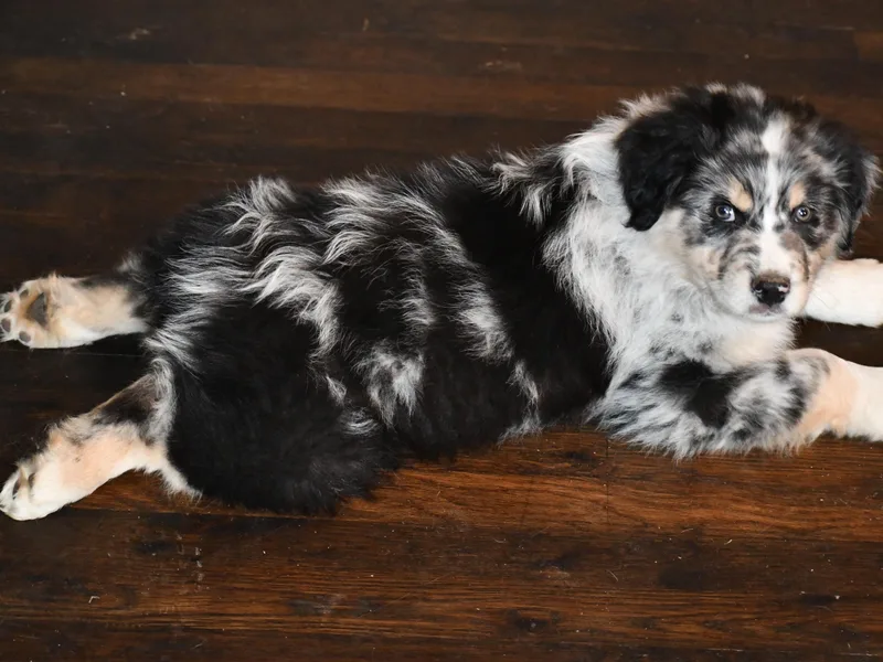 K &amp; R Australian Shepherds