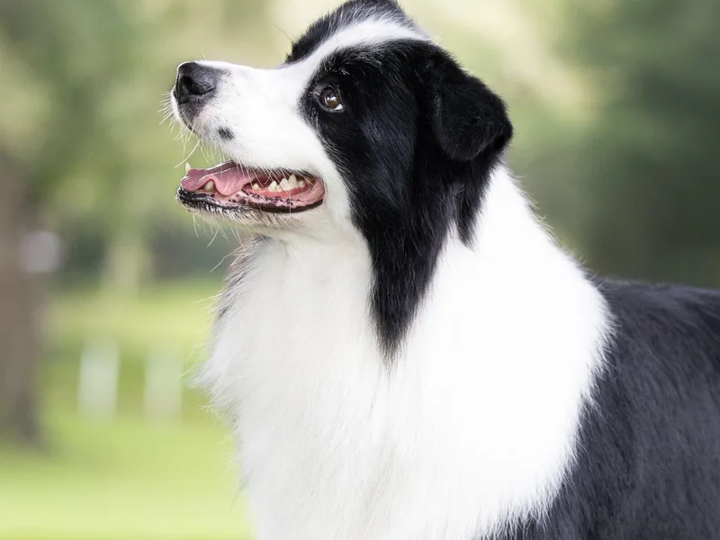 K&amp;R RANCH KENNELS