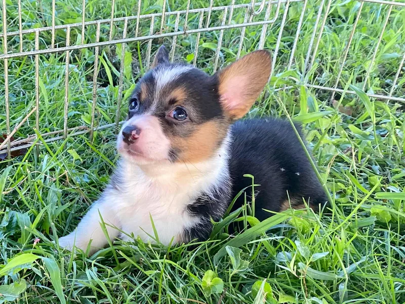 K&amp;S Quality Pembroke Welsh Corgi’s