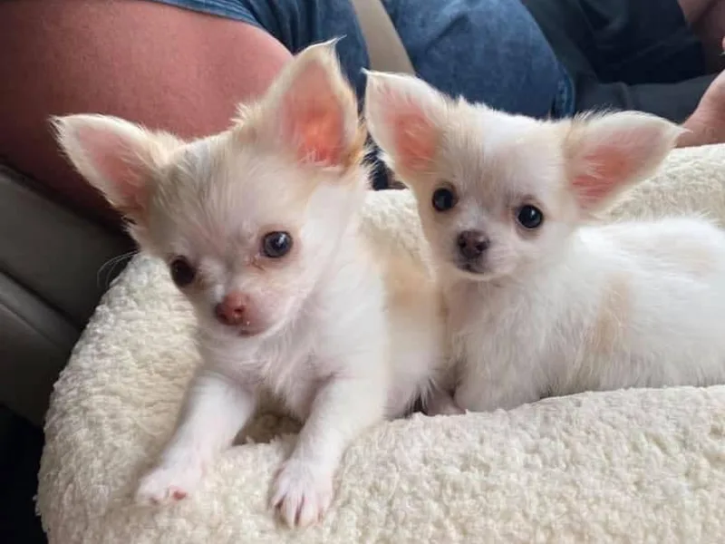 K &amp; W Chihuahuas