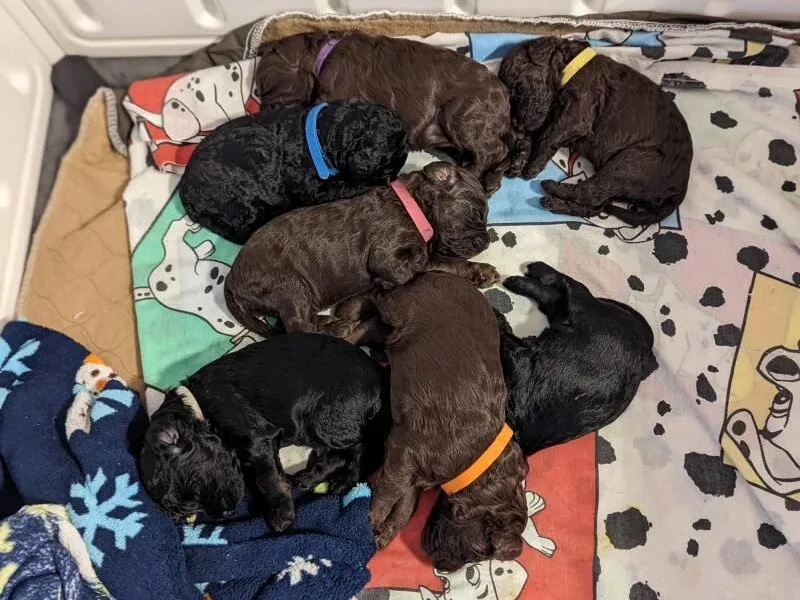 K and D's Legacy Cockapoos