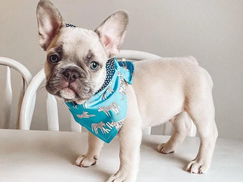 K.B frenchies