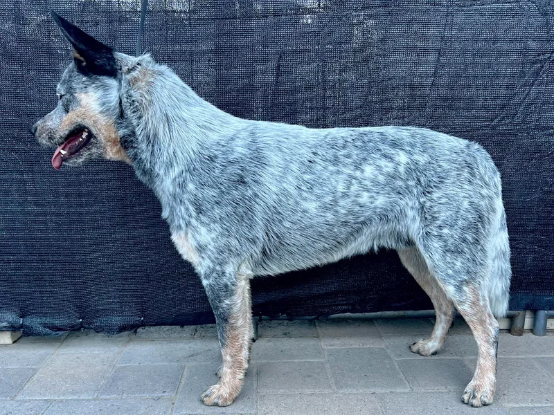 K Bar Cattle Dogs
