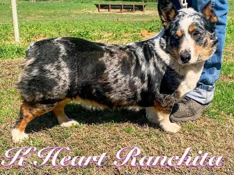 K Heart Ranchita