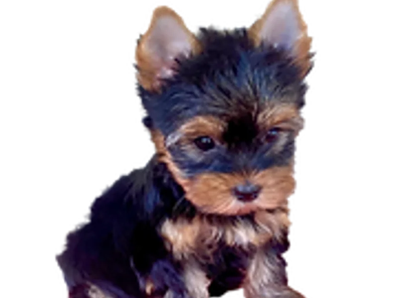K&K Yorkies
