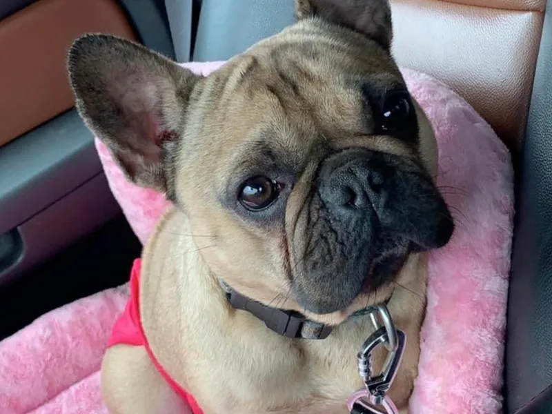 K.O. Frenchies