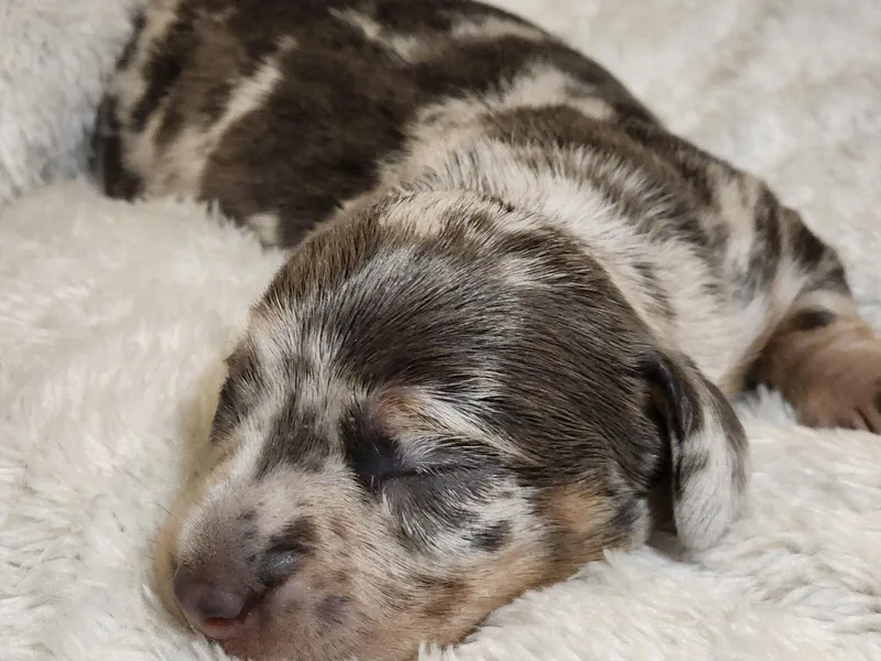 K Rae's Dachshunds