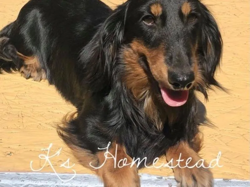 K’s Homestead