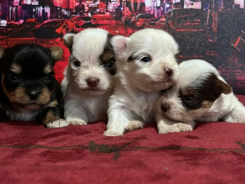 K's Luxurious Yorkies
