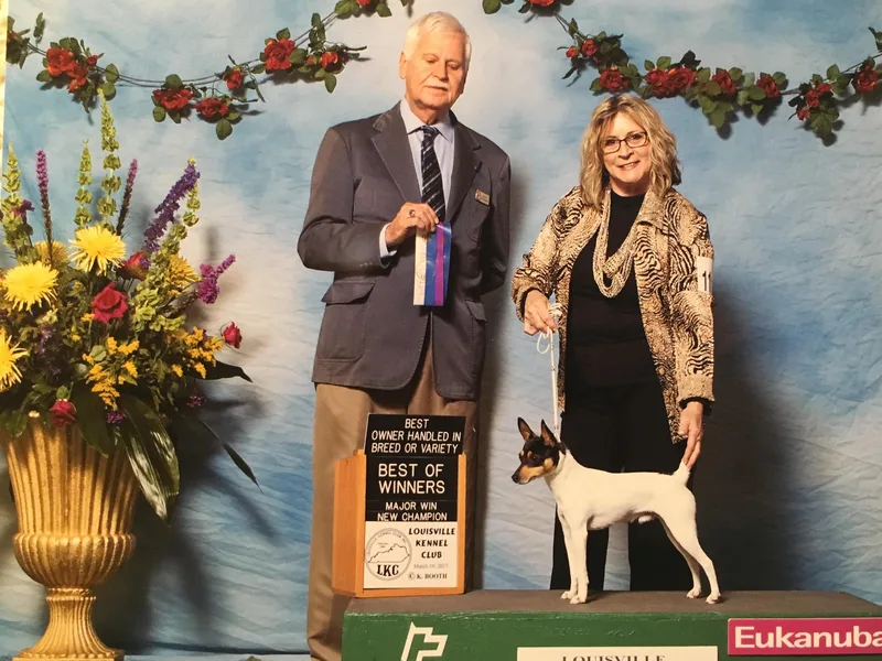 K's Toy Fox Terriers