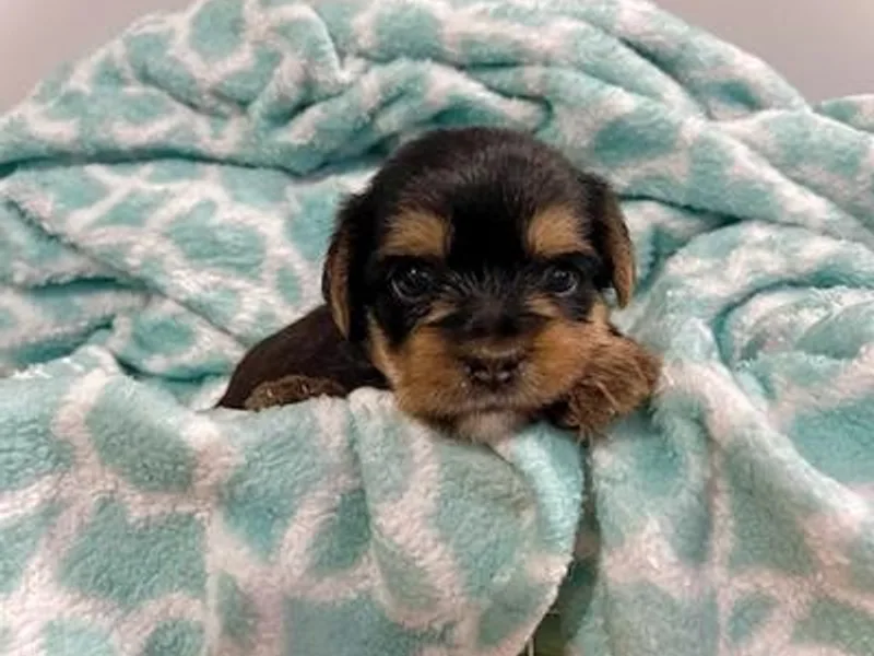 K’s Yorkies