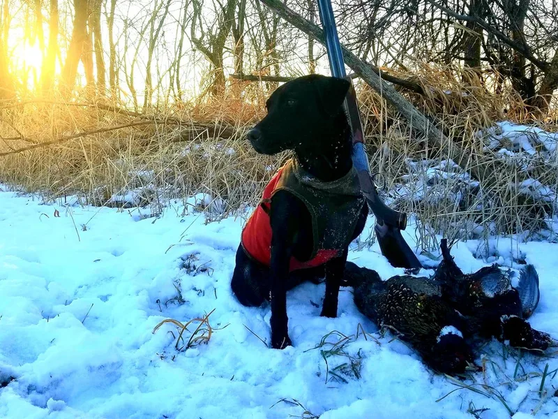 K4 Kennels- British Labs