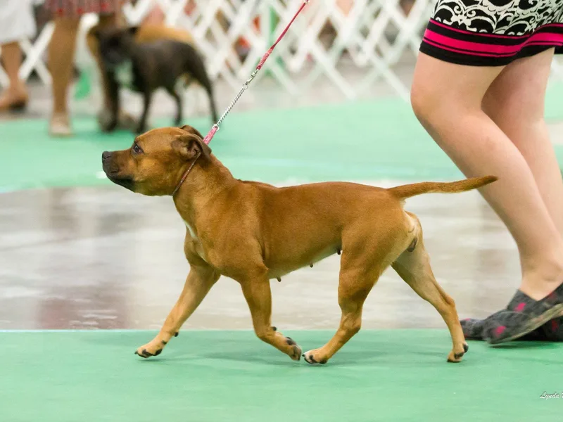 K8'sK9s and MedCity Staffords