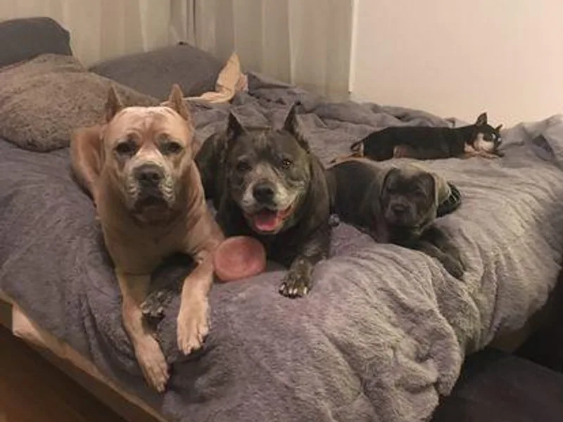K9 Abilities