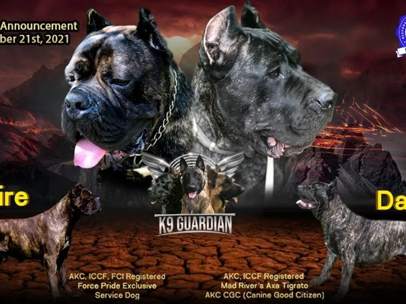 K9 Guardian Cane Corso