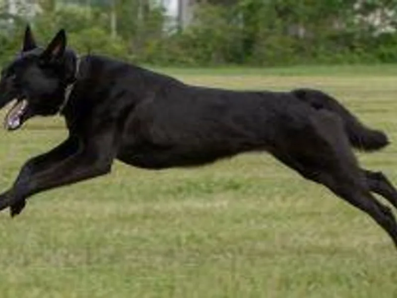 K9 Opportunities Unlimited