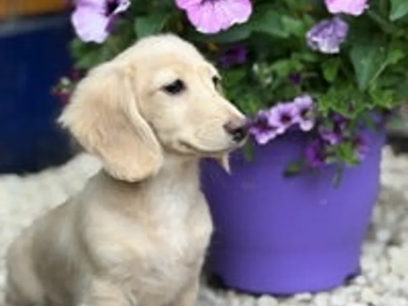 K9PawsOfParadise photo 1