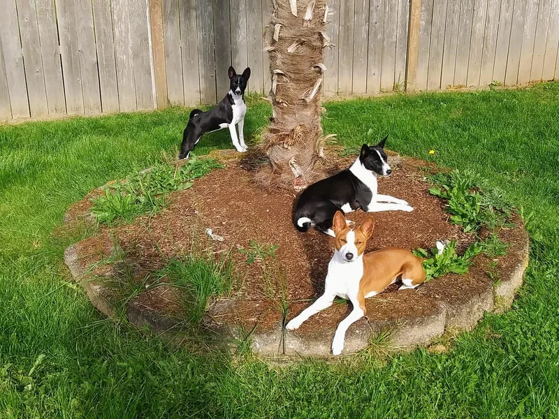 KaBar Basenjis