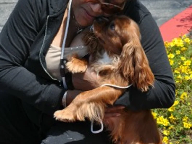 Kabaret Spaniels
