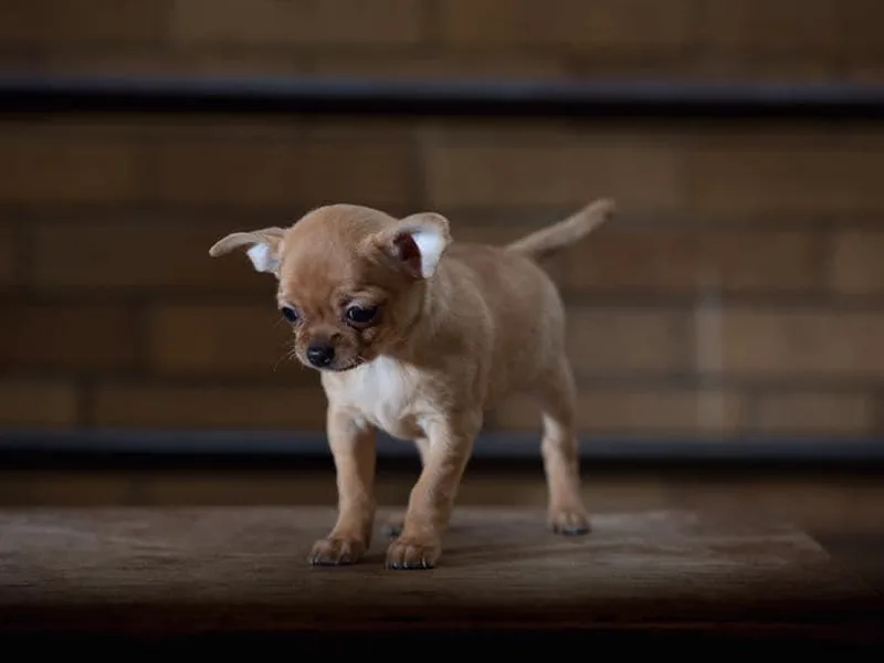 Kachel chihuahuas