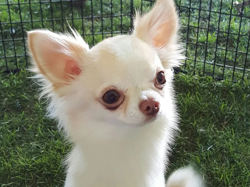Kactus Kathy's Chihuahuas