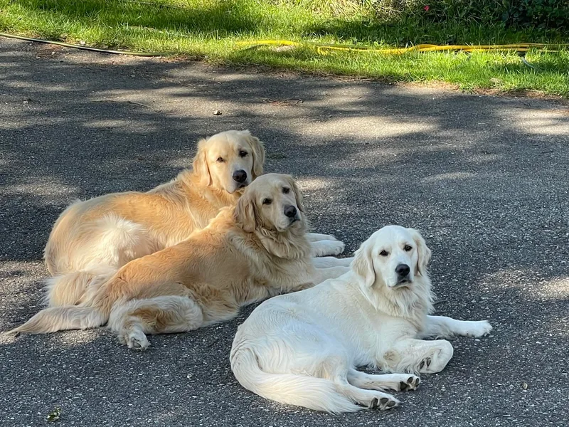 Kaczara Farm Goldens
