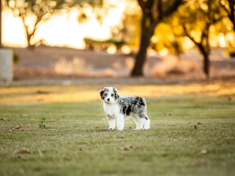 Kae's Kennels photo 1