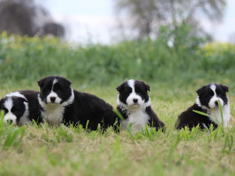Kagee Border Collies